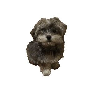 Meet your Posher, Prod